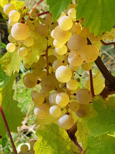 Charger l'image dans la galerie, Riesling "Collection 1728" 2023 - BIO