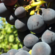 Charger l'image dans la galerie, Coffret 'Rouge un jour, Rouge toujours !" 3 ou 6 bouteilles