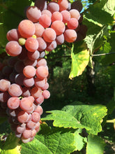 Charger l'image dans la galerie, Gewurztraminer Réserve de la Dîme 2022 - BIO