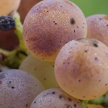 Charger l'image dans la galerie, Coffret "Le Riesling Dans Tous Ses Etats" 6 bouteilles